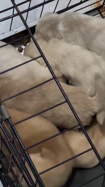 poodle lai. Mua bán Chó tại Huyện Bình Chánh Tp Hồ Chí Minh được đăng bởi Hello hình 1