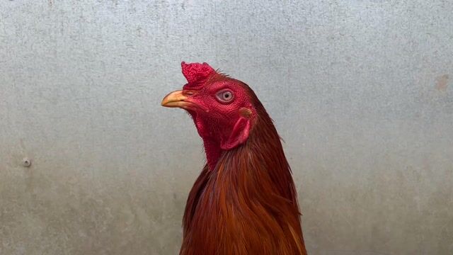 Gà chọi 2.7kg Đực điều vàng. Mua bán Gà tại Huyện Long Phú Sóc Trăng được đăng bởi Farm Gà đá ST  hình 1