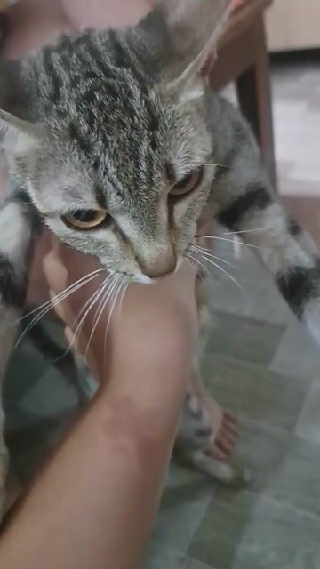 Mèo mướp lông ngắn. Mua bán Mèo tại Thành phố Thủ Đức Tp Hồ Chí Minh được đăng bởi Hà Nguyễn Thảo Mi hình 1
