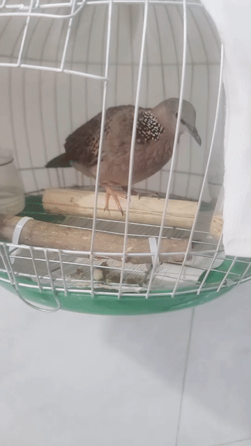 Chim cu gáy mai rất dạng người rớt trứng. Mua bán Chim tại Quận 7 Tp Hồ Chí Minh được đăng bởi binh hình 1