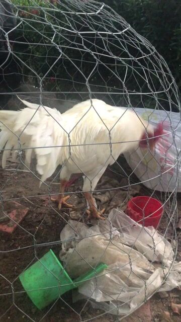 Gà tơ Trắng 2.7kg. Mua bán Gà tại Huyện Thới Lai Cần Thơ được đăng bởi Lê chiêu hình 1