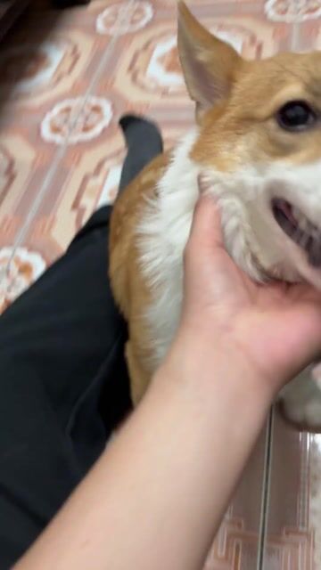 Chó Corgi cái 5 tháng nâu trắng đã tiêm. Mua bán Chó tại Quận Cầu Giấy Hà Nội được đăng bởi Dũng Nguyễn hình 1