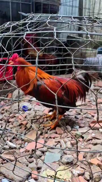 Gà điều máu siêu 1.5kg zin 10tháng nhận giao lưu. Mua bán Gà tại Thành phố Thủ Đức Tp Hồ Chí Minh được đăng bởi Mắt Kiếng hình 1