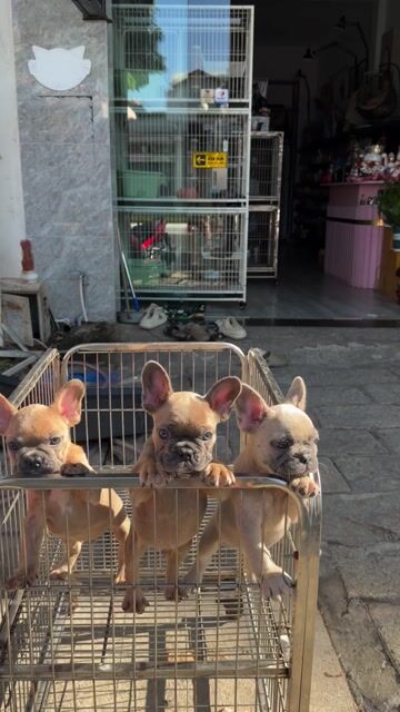 Bull Pháp Bà Rịa. Mua bán Chó tại Thành phố Bà Rịa Bà Rịa - Vũng Tàu được đăng bởi Naomi Pet Shop hình 1