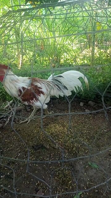 Bướm Đỏ 2,6kg Chân xanh . Mua bán Gà tại Huyện Cờ Đỏ Cần Thơ được đăng bởi Thịnh hình 1