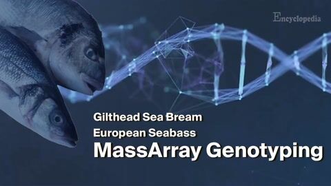 MassArray Genotyping to Extend Shelf-Life of Sea Bream and European Seabass