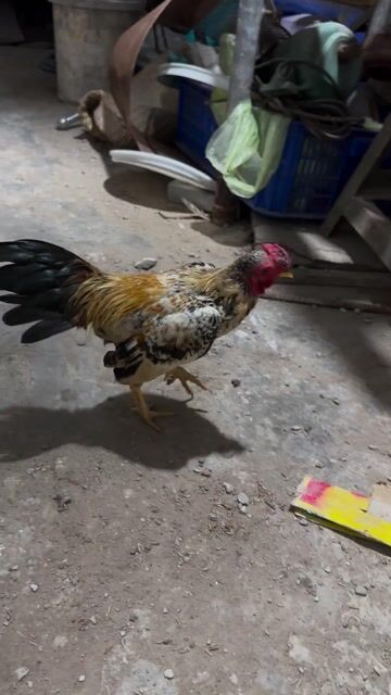 Gà tre bắc  13 tháng. Mua bán Gà tại Huyện Cần Đước Long An được đăng bởi Trung Vinh hình 1