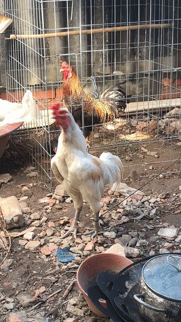 Gà trống Trắng 2.9kg. Mua bán Gà tại Thành phố Bến Tre Bến Tre được đăng bởi tran nam hình 1
