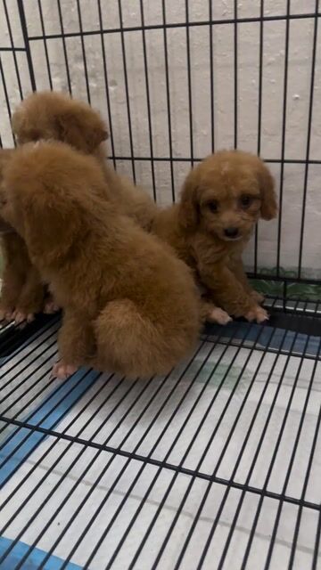 Chó Poodle nâu đỏ 2 tháng đã tiêm. Mua bán Chó tại Huyện Hoài Đức Hà Nội được đăng bởi Beautiful Life hình 1
