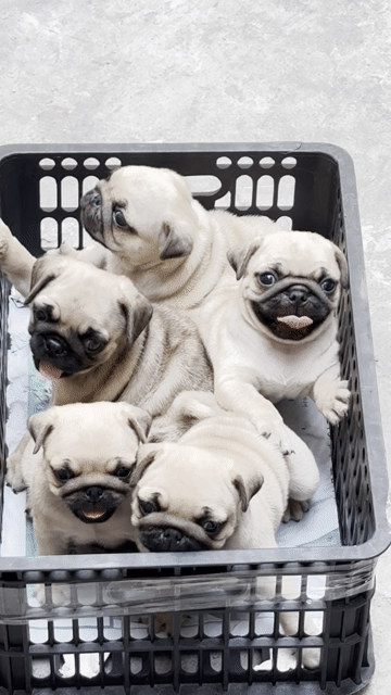 Chó Pug Nâu vàng. Mua bán Chó tại Quận Bình Tân Tp Hồ Chí Minh được đăng bởi Trang  hình 1