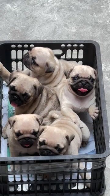 Chó Pug Nâu vàng. Mua bán Chó tại Quận Bình Tân Tp Hồ Chí Minh được đăng bởi Trang  hình 1