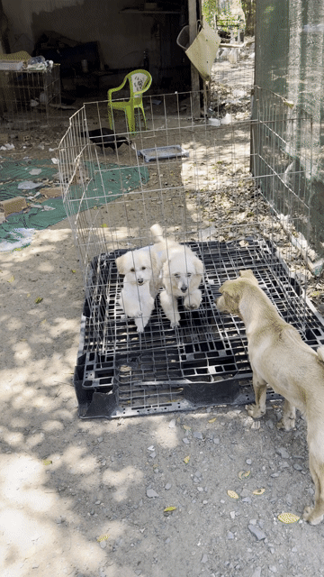 Chó Poodle lai Nhật 6 tháng. Mua bán Chó tại Quận Bình Tân Tp Hồ Chí Minh được đăng bởi Gà đá Sài Gòn hình 1