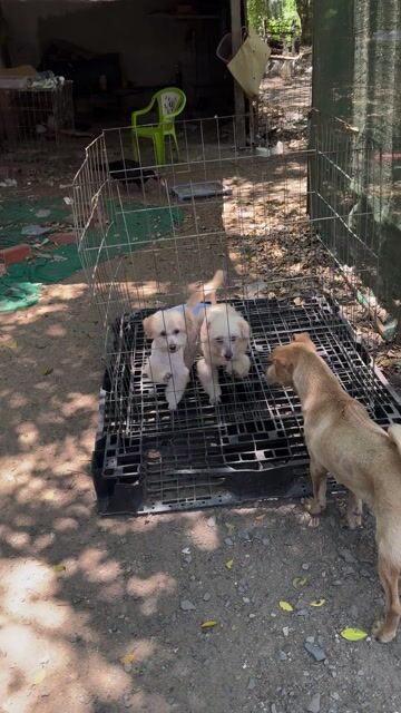 Chó Poodle lai Nhật 6 tháng. Mua bán Chó tại Quận Bình Tân Tp Hồ Chí Minh được đăng bởi Gà đá Sài Gòn hình 1