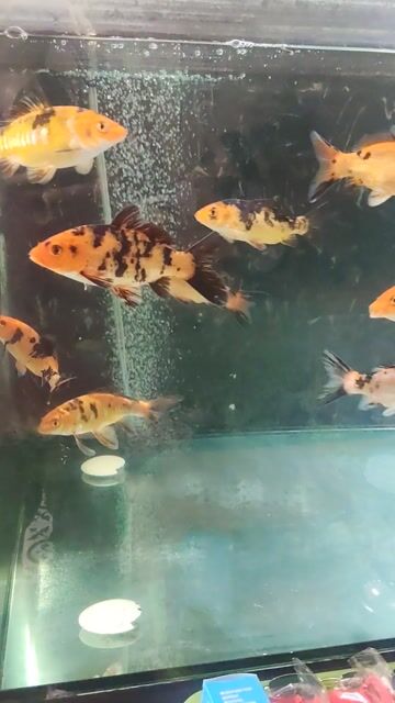 Cá phi tần giống mới hàn vip. Mua bán Thú cưng khác tại Huyện Nhà Bè Tp Hồ Chí Minh được đăng bởi trần thanh tâm hình 1