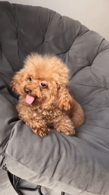 Chó Poodle Nâu đỏ Lông xoăn. Mua bán Chó tại Thị xã Tân Uyên Bình Dương được đăng bởi Tâm Cao hình 1