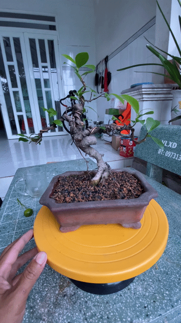 Cây si Bonsai Thuần chậu. Mua bán Cây cảnh, đồ trang trí tại Huyện Hóc Môn Tp Hồ Chí Minh được đăng bởi Thích trồng cây hình 1