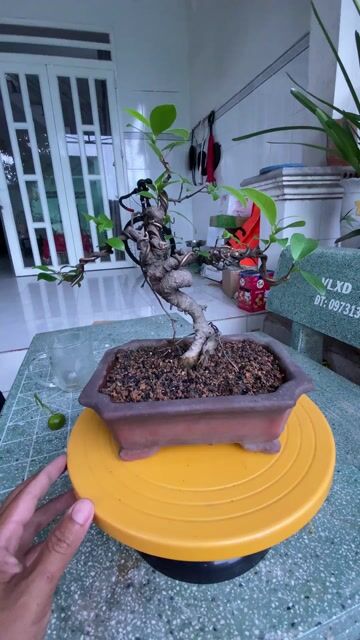 Cây si Bonsai Thuần chậu. Mua bán Cây cảnh, đồ trang trí tại Huyện Hóc Môn Tp Hồ Chí Minh được đăng bởi Thích trồng cây hình 1