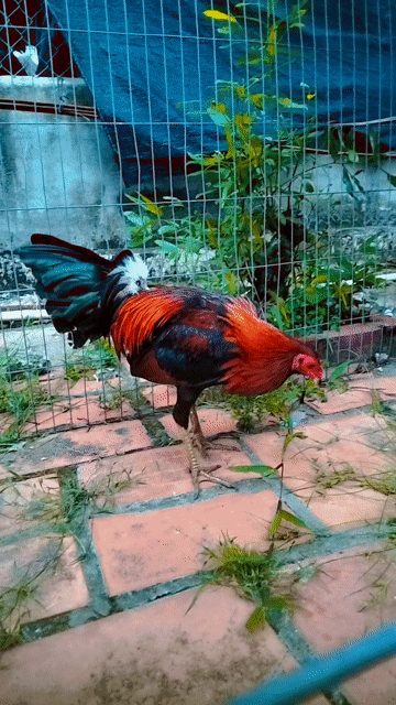 Gà trống Đỏ đen xanh 1kg550. Mua bán Gà tại Thị xã Bình Minh Vĩnh Long được đăng bởi Gà tre bình minh  hình 1