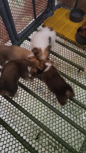 Chó Corgi vàng trắng. Mua bán Chó tại Huyện Châu Thành Bến Tre được đăng bởi Tân hình 1