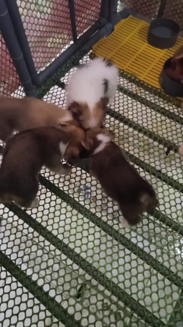 Chó Corgi vàng trắng. Mua bán Chó tại Huyện Châu Thành Bến Tre được đăng bởi Tân hình 1