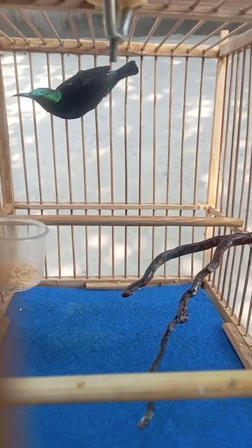 Chim Hút mật 7 màu Đen. Mua bán Chim tại Thành phố Thủ Đức Tp Hồ Chí Minh được đăng bởi Pham minh tri hình 1