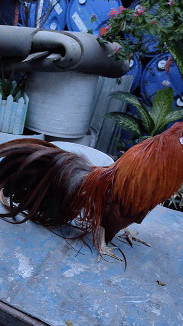 Gà Tân Châu trống Nâu đỏ. Mua bán Gà tại Quận 11 Tp Hồ Chí Minh được đăng bởi Trung hình 1