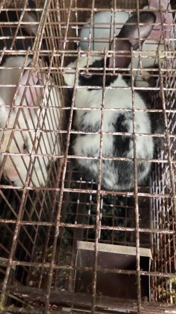 Thỏ cái Trắng đen. Mua bán Thú cưng khác tại Quận Bình Tân Tp Hồ Chí Minh được đăng bởi nguyen minh khoa hình 1