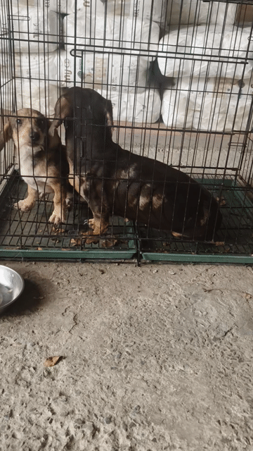 Chó Lạp Xưởng lai Nhật đực 4 tháng. Mua bán Chó tại Thành phố Thủ Dầu Một Bình Dương được đăng bởi Xuân Cường hình 1
