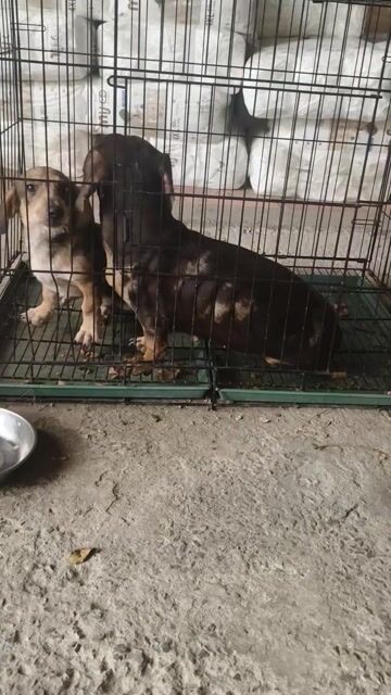 Chó Lạp Xưởng lai Nhật đực 4 tháng. Mua bán Chó tại Thành phố Thủ Dầu Một Bình Dương được đăng bởi Xuân Cường hình 1