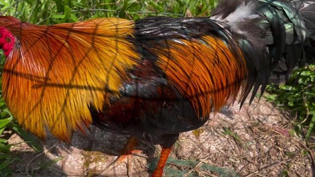 Gà chọi Nâu đỏ Đực 2.6kg. Mua bán Gà tại Huyện Cái Bè Tiền Giang được đăng bởi 1994   ý mỹ Thuận hình 1