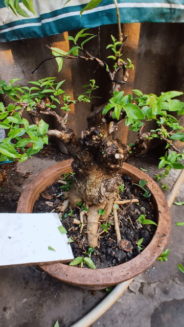 Bonsai. Mua bán Cây cảnh, đồ trang trí tại Thành phố Trà Vinh Trà Vinh được đăng bởi Sơn hình 1