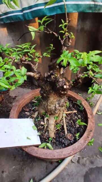 Bonsai. Mua bán Cây cảnh, đồ trang trí tại Thành phố Trà Vinh Trà Vinh được đăng bởi Sơn hình 1