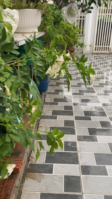 Đàn Gà Rutin 9 con đang đẻ và máy ấp. Mua bán Gà tại Huyện Thuỷ Nguyên Hải Phòng được đăng bởi Vũ Quỳnh BĐS Mặt Đường HP hình 1