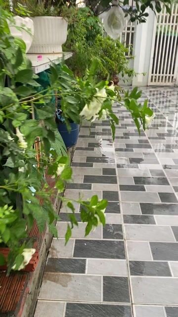 Đàn Gà Rutin 9 con đang đẻ và máy ấp. Mua bán Gà tại Huyện Thuỷ Nguyên Hải Phòng được đăng bởi Vũ Quỳnh BĐS Mặt Đường HP hình 1