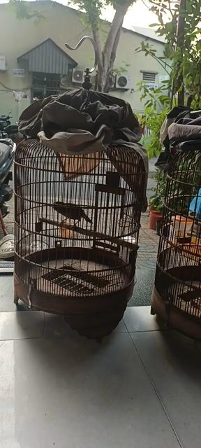 Cặp chim màu vàng đẹp và hót hay. Mua bán Chim tại Thành phố Thủ Đức Tp Hồ Chí Minh được đăng bởi Phạm Trường hình 1