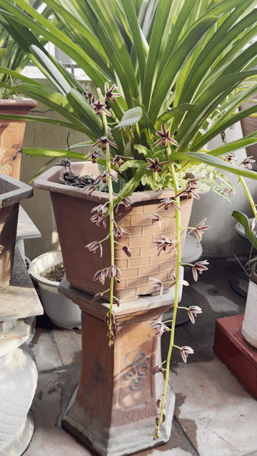 Phong lan Đỏ đang ra hoa. Mua bán Cây cảnh, đồ trang trí tại Quận Hoàn Kiếm Hà Nội được đăng bởi Đỗ Mỹ Bình hình 1
