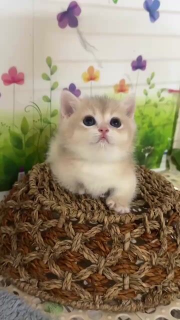 Mèo Anh lông ngắn Golden. Mua bán Mèo tại Quận Tân Bình Tp Hồ Chí Minh được đăng bởi Phạm thị thu Hiền hình 1