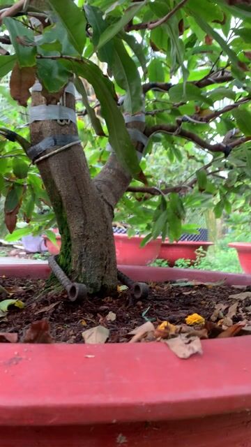 Cây cảnh Cúc thọ hương. Mua bán Cây cảnh, đồ trang trí tại Thành phố Mỹ Tho Tiền Giang được đăng bởi Dương Minh Tiến hình 1