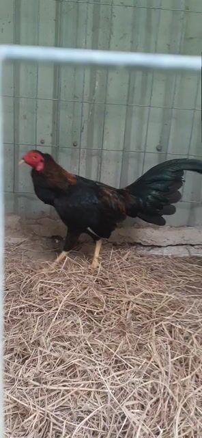 Gà tre Jap Cuban 1.3kg. Mua bán Gà tại Thành phố Thuận An Bình Dương được đăng bởi Hồng phát68 hình 1