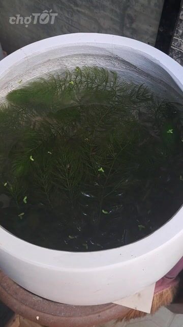Chậu cá 7 màu trắng . Mua bán Thú cưng khác tại Quận 4 Tp Hồ Chí Minh được đăng bởi Khánh Ngân hình 1