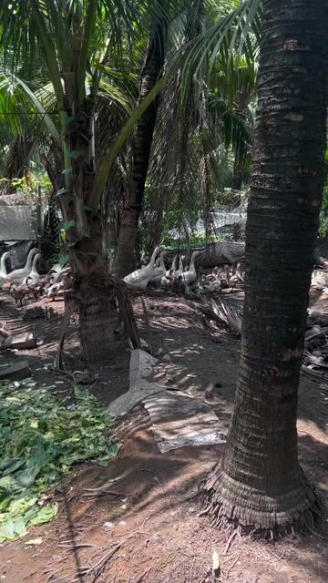 Ngỗng Trắng Lứa Sinh sản. Mua bán Thú cưng khác tại Quận 12 Tp Hồ Chí Minh được đăng bởi Đại Farm hình 1