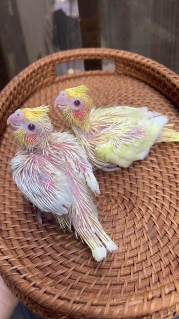 Vẹt Cockatiel màu Lutino vàng nhiều. Mua bán Chim tại Quận Sơn Trà Đà Nẵng được đăng bởi Vu Nguyen hình 1