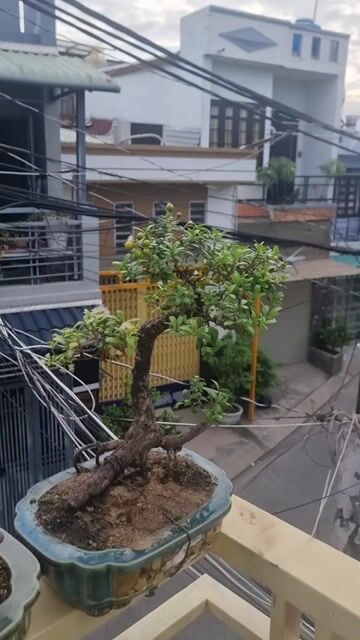 Cây cảnh Hải Châu chậu Sứ Đồng Nai. Mua bán Cây cảnh, đồ trang trí tại Huyện Hóc Môn Tp Hồ Chí Minh được đăng bởi Lại Hai hình 1