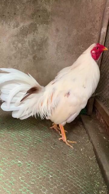 Gà  Cuban lai 1k450 bướm. Mua bán Gà tại Huyện Định Quán Đồng Nai được đăng bởi Dươngg Nguyễnn hình 1