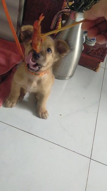 Chó 🐕 phốc sóc lai,C PQ, khôn ngoan nhanh nhẹn. Mua bán Chó tại Thành phố Biên Hòa Đồng Nai được đăng bởi Tu Nguyen hình 1