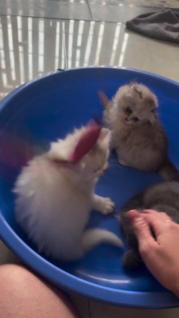 Mèo anh lông dài - mèo nhà đẻ Tìm chủ yêu thương. Mua bán Mèo tại Quận Gò Vấp Tp Hồ Chí Minh được đăng bởi Tuấn  hình 1