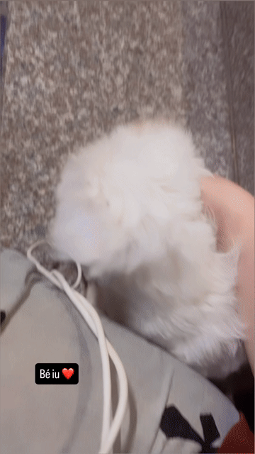 Chó Poodle lai trắng đã tiêm 7 bệnh, dại. Mua bán Chó tại Huyện Nghi Xuân Hà Tĩnh được đăng bởi Ngọc như hình 1