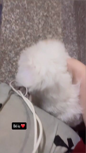 Chó Poodle lai trắng đã tiêm 7 bệnh, dại. Mua bán Chó tại Huyện Nghi Xuân Hà Tĩnh được đăng bởi Ngọc như hình 1