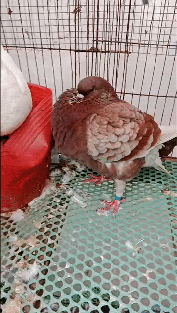 Chim bồ câu King Hà Lan Nâu Trưởng thành. Mua bán Chim tại Huyện Châu Thành Sóc Trăng được đăng bởi Nhan  hình 1