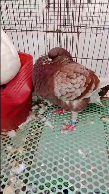 Chim bồ câu King Hà Lan Nâu Trưởng thành. Mua bán Chim tại Huyện Châu Thành Sóc Trăng được đăng bởi Nhan  hình 1